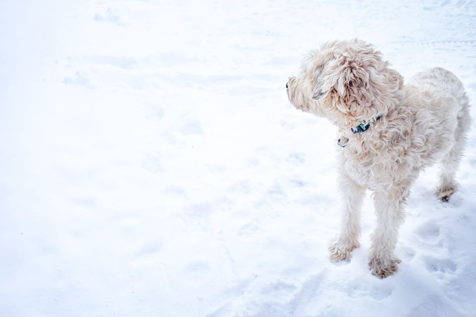 Chloe-and-the-Snow