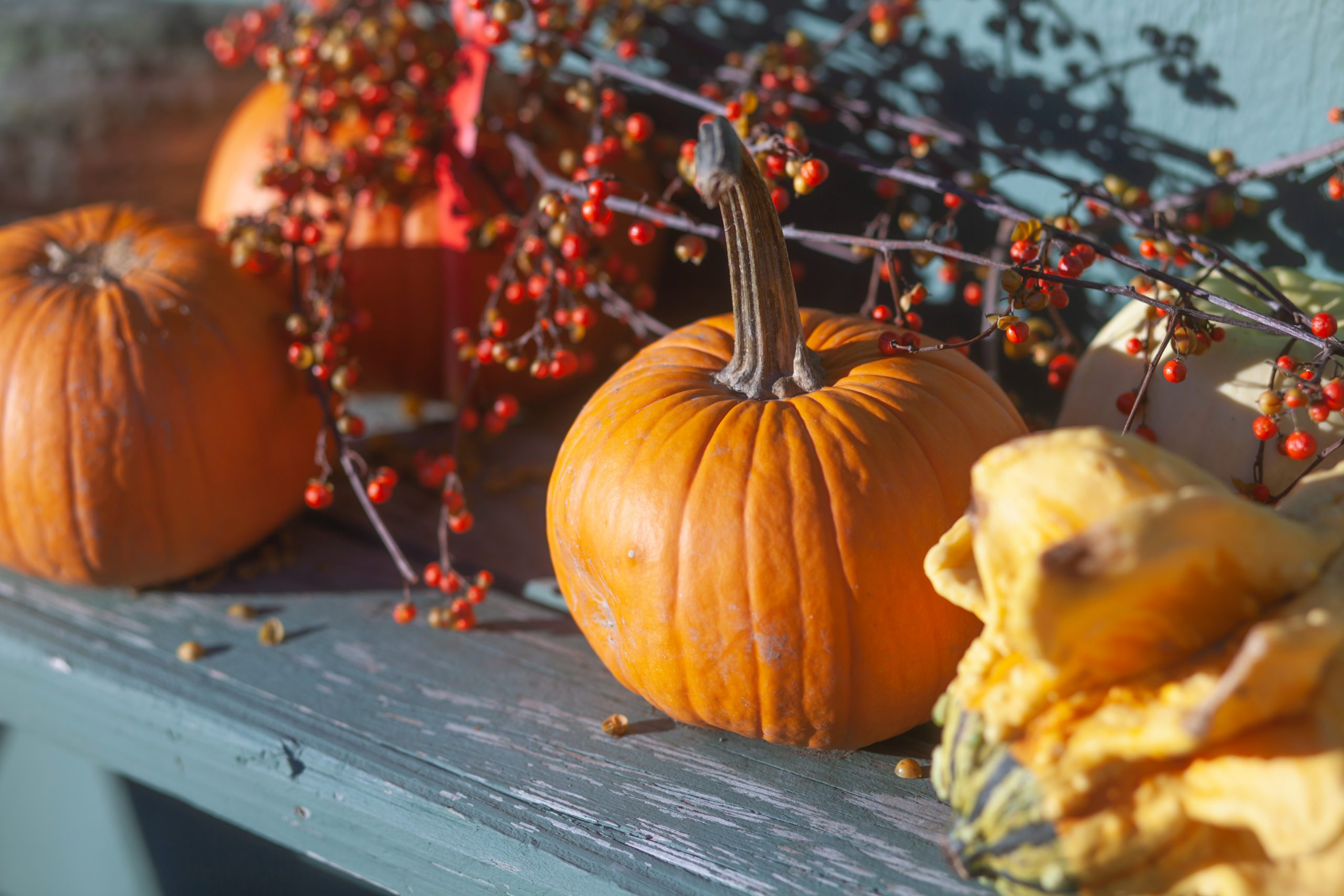 katie-burkhart-cwNjcoiD4IA-unsplash