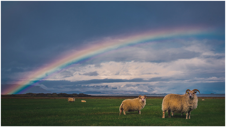 Rainbow sheep May 17, 2022