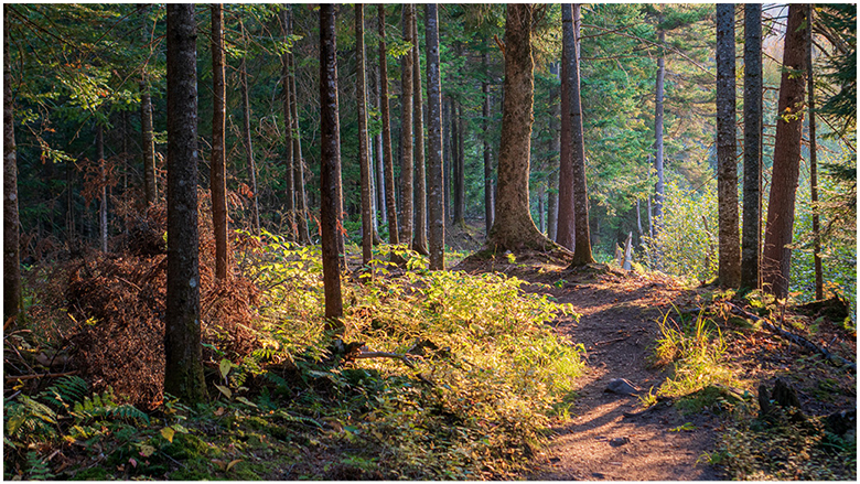 Trust is what it takes Perrault article