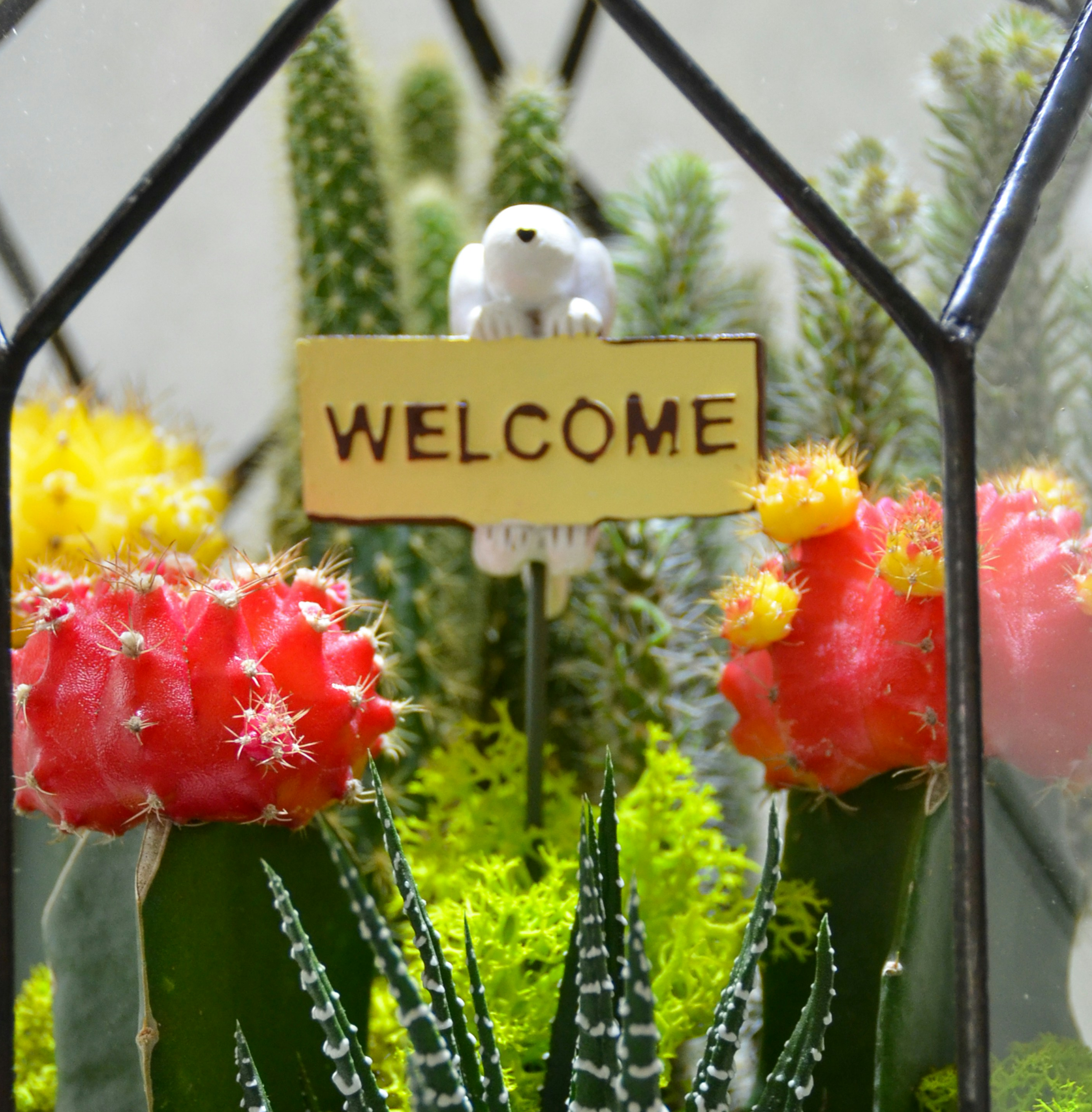 Welcome Plant